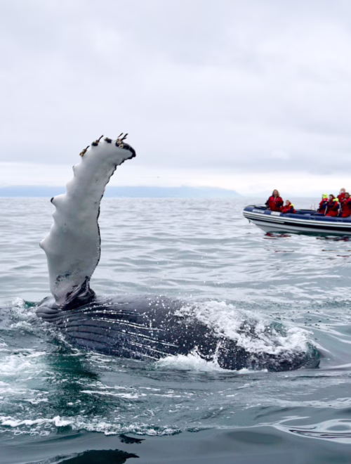 Reykjavík Premium Whale Watching