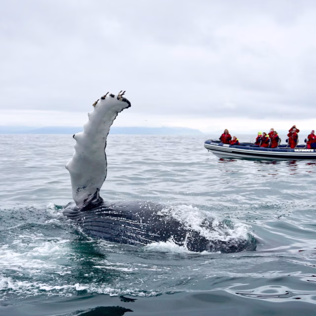 Reykjavík Premium Whale Watching