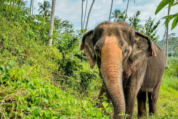 Half Day Elephant Home Sanctuary in Samui
