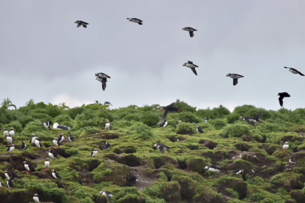 Reykjavík Classic Puffin Watching
