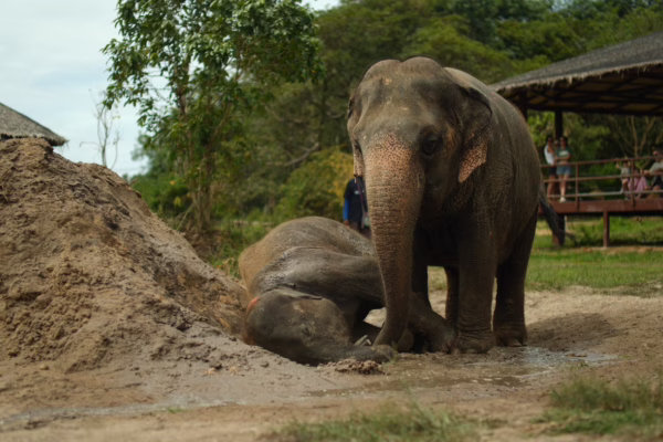 Half Day Elephant Home Sanctuary in Samui