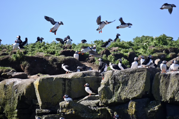 Reykjavík Classic Puffin Watching