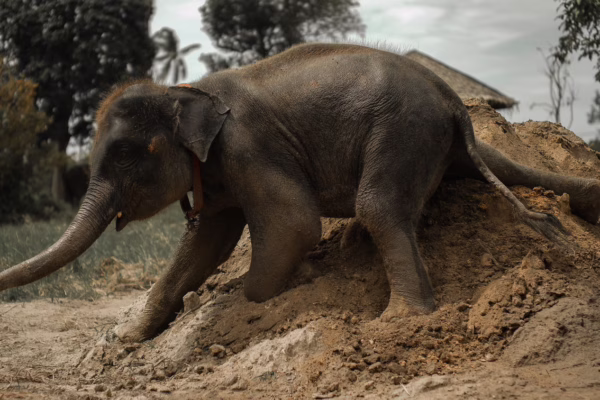 Half Day Elephant Home Sanctuary in Samui