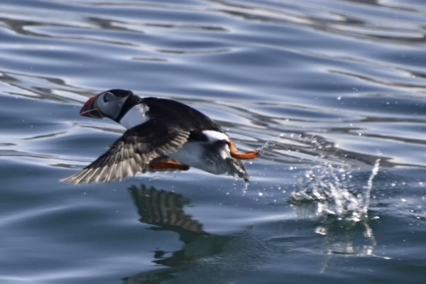 Reykjavík Classic Puffin Watching