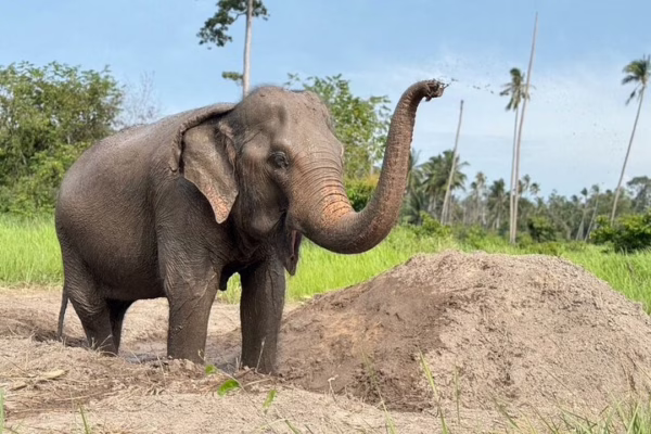 Half Day Elephant Home Sanctuary in Samui