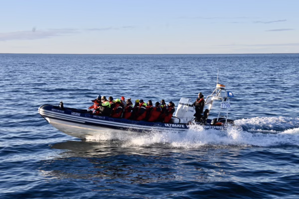Reykjavík Premium Whale Watching