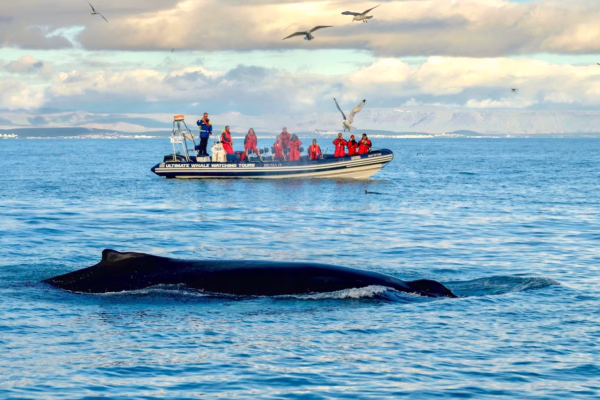 Reykjavík Premium Whale Watching