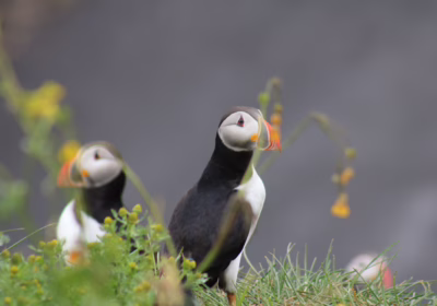 Reykjavík Classic Puffin Watching