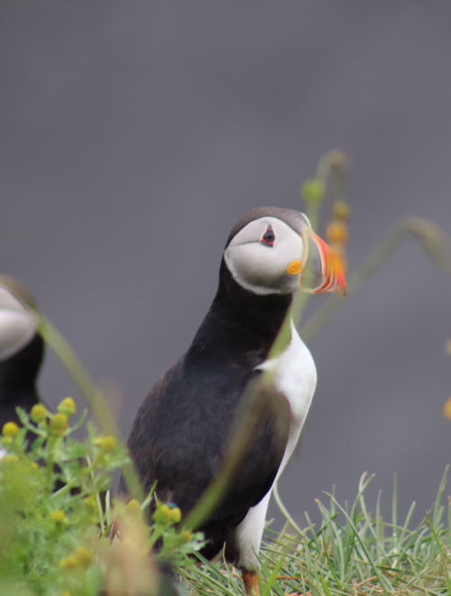 Reykjavík Classic Puffin Watching