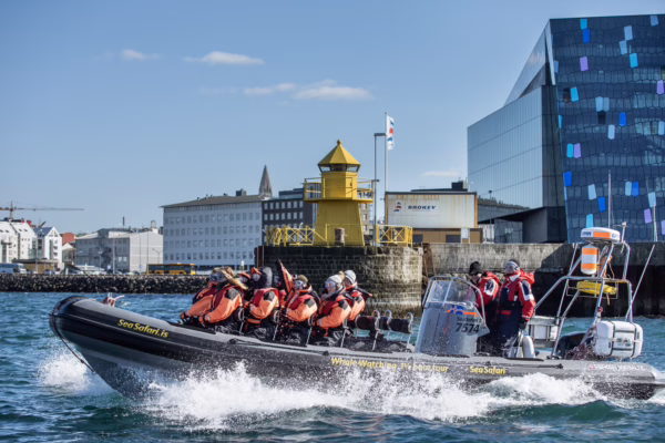 Reykjavík Premium Whale Watching