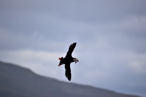 Reykjavík Classic Puffin Watching