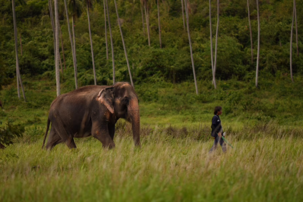 Half Day Elephant Home Sanctuary in Samui