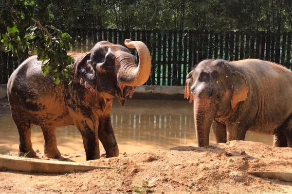 Half Day Elephant Home Sanctuary in Samui