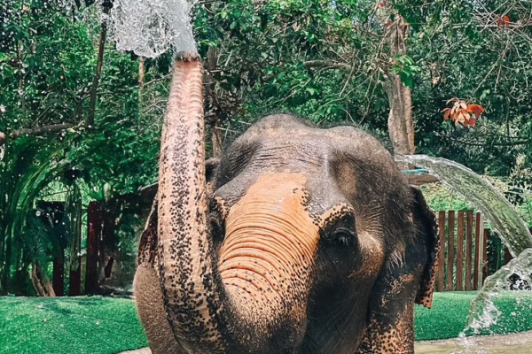 Half Day Elephant Home Sanctuary in Samui