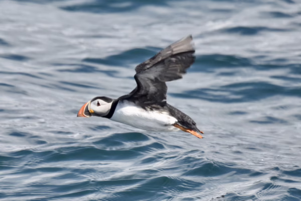 Reykjavík Classic Puffin Watching