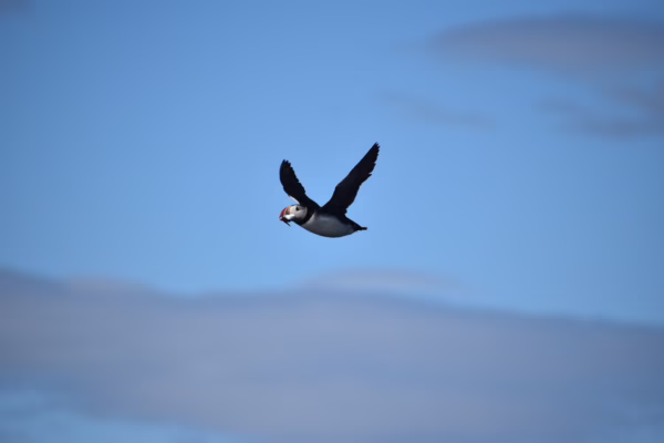 Reykjavík Classic Puffin Watching