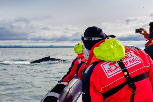 Reykjavík Premium Whale Watching