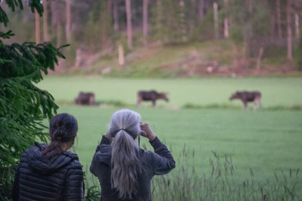 From Helsinki: Wildlife Safari with Campfire Dinner