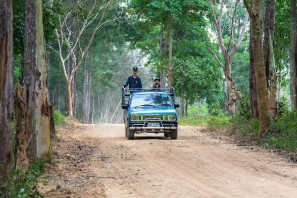 Wild Elephant watching @ Kui Buri