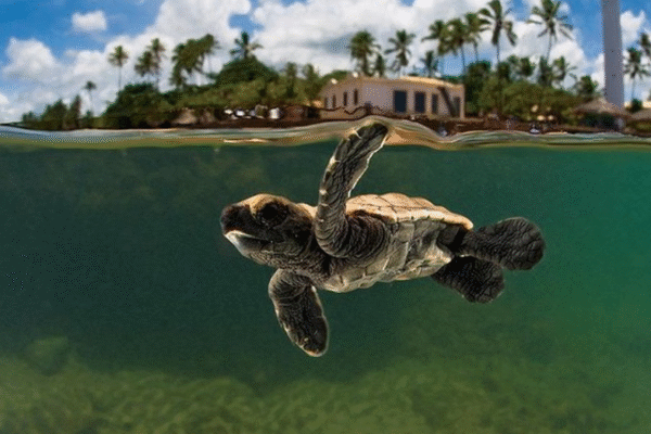 Tour to the Frades Islands and Itaparica, from Salvador – Ba