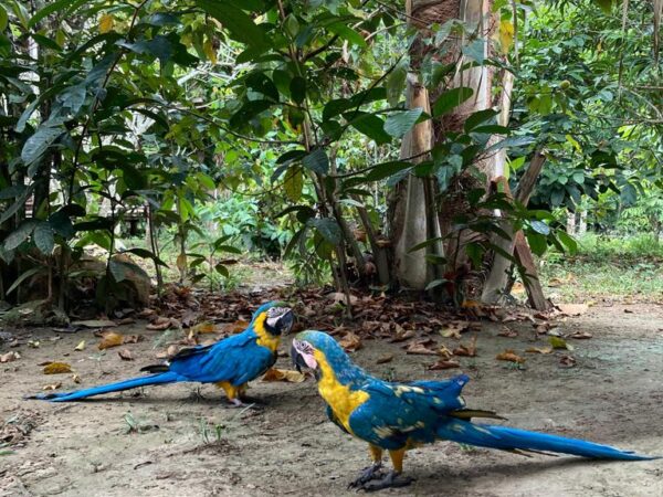 GOOD MORNING Amazon! Jungle Sleep Over Tour 2 days and 1 night tour