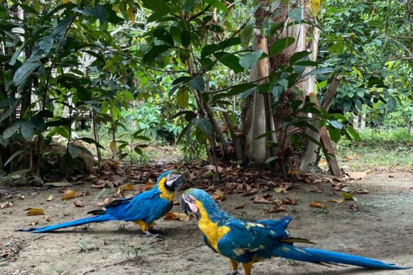 Jungle Grand Adventure Tour 4 days and 3 nights