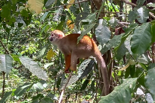 GOOD MORNING Amazon! Jungle Sleep Over Tour 2 days and 1 night tour