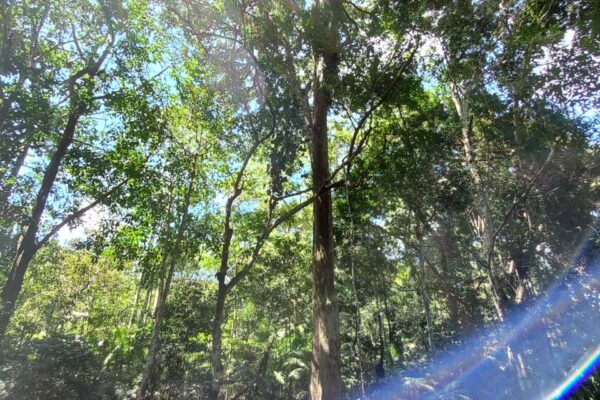 Tour in the Anavilhanas archipelago