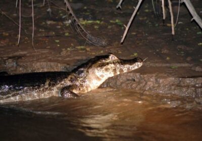 Piranha Fishing and Alligator (Cayman) Watching