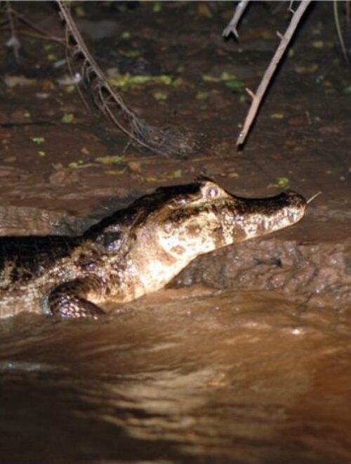 Piranha Fishing and Alligator (Cayman) Watching