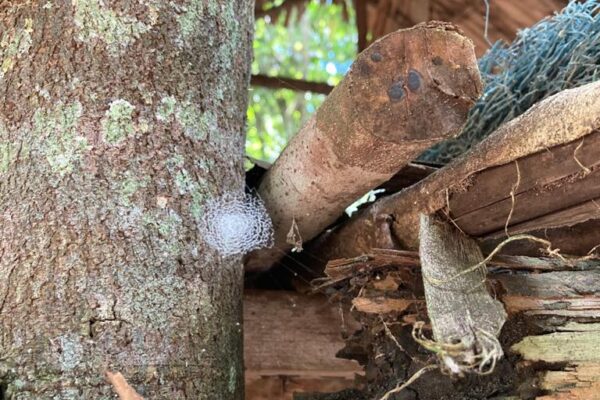 Vila Paraiso Rubber Plantation Museum