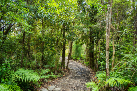Tāwharanui Peninsula