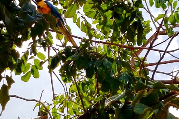 Tour in the Anavilhanas archipelago