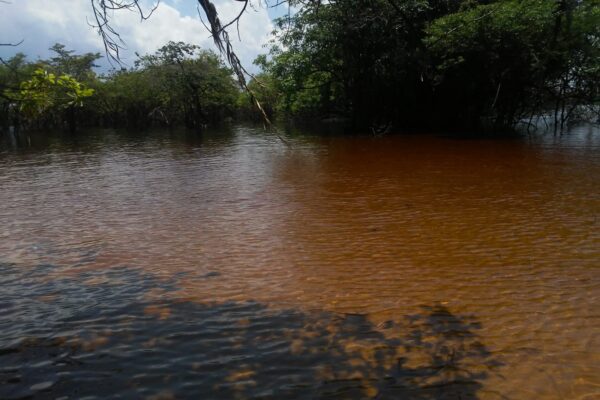 Tour in the Anavilhanas archipelago