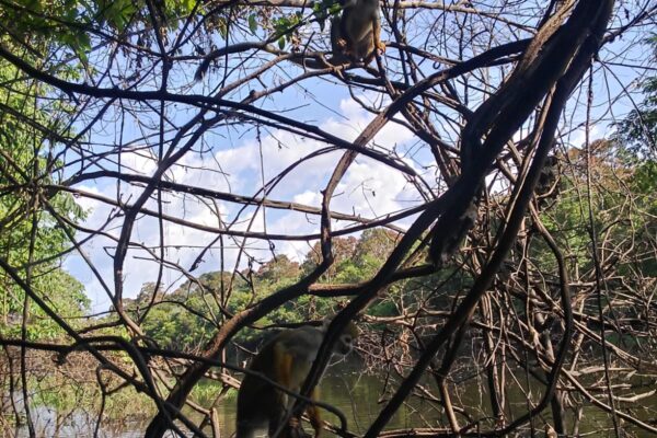 Tour in the Anavilhanas archipelago