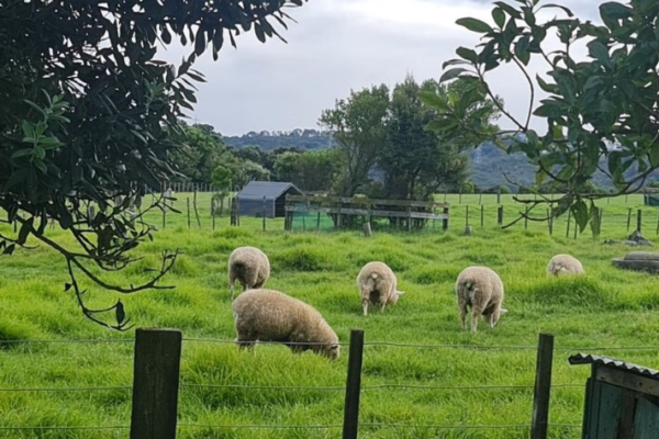 Auckland Nature Tour