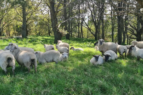 Auckland Nature Tour