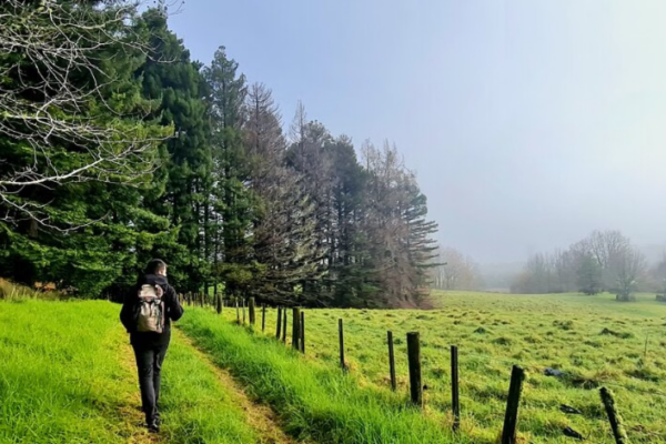 Auckland Nature Tour