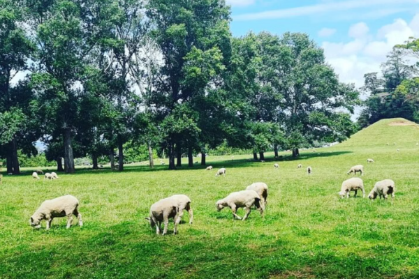 Auckland Nature Tour