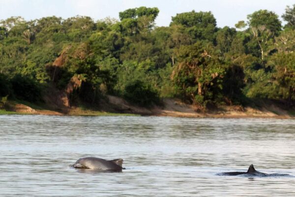 Combo Tour: SWIMMING WITH BOTOS + INDIGENOUS VILLAGE + MEETING OF THE WATERS