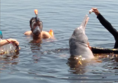 Combo Tour: SWIMMING WITH BOTOS + INDIGENOUS VILLAGE + MEETING OF THE WATERS