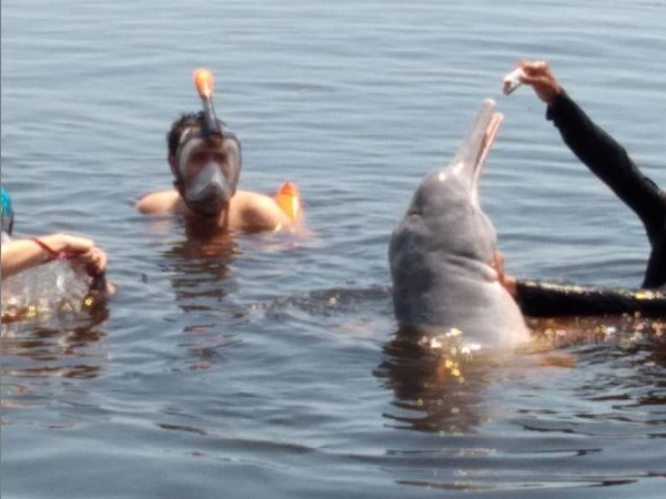 Combo Tour: SWIMMING WITH BOTOS + INDIGENOUS VILLAGE + MEETING OF THE WATERS