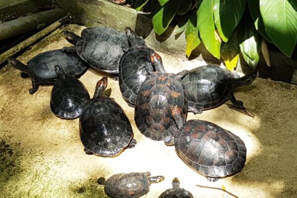 MUSA – Amazonian Museum Including Observation Tower and Guided Tour