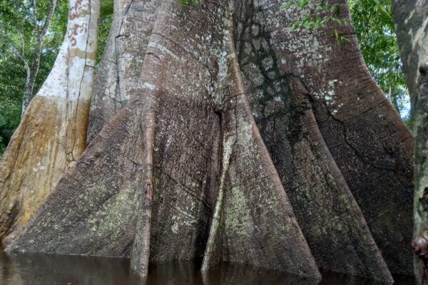 Jungle Grand Adventure Tour 4 days and 3 nights