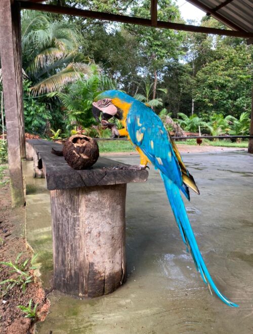 Jungle Grand Adventure Tour 4 days and 3 nights