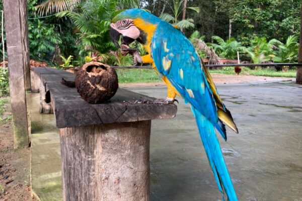 GOOD MORNING Amazon! Jungle Sleep Over Tour 2 days and 1 night tour