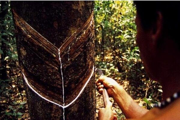 Vila Paraiso Rubber Plantation Museum