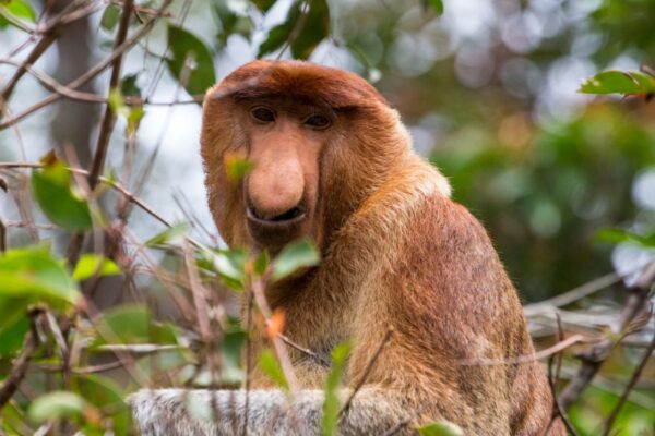 Proboscis Monkey & Fireflies Mangrove River Cruise Tour