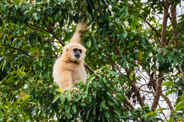 2 Day Gibbon, Wildlife and Cultural Adventure