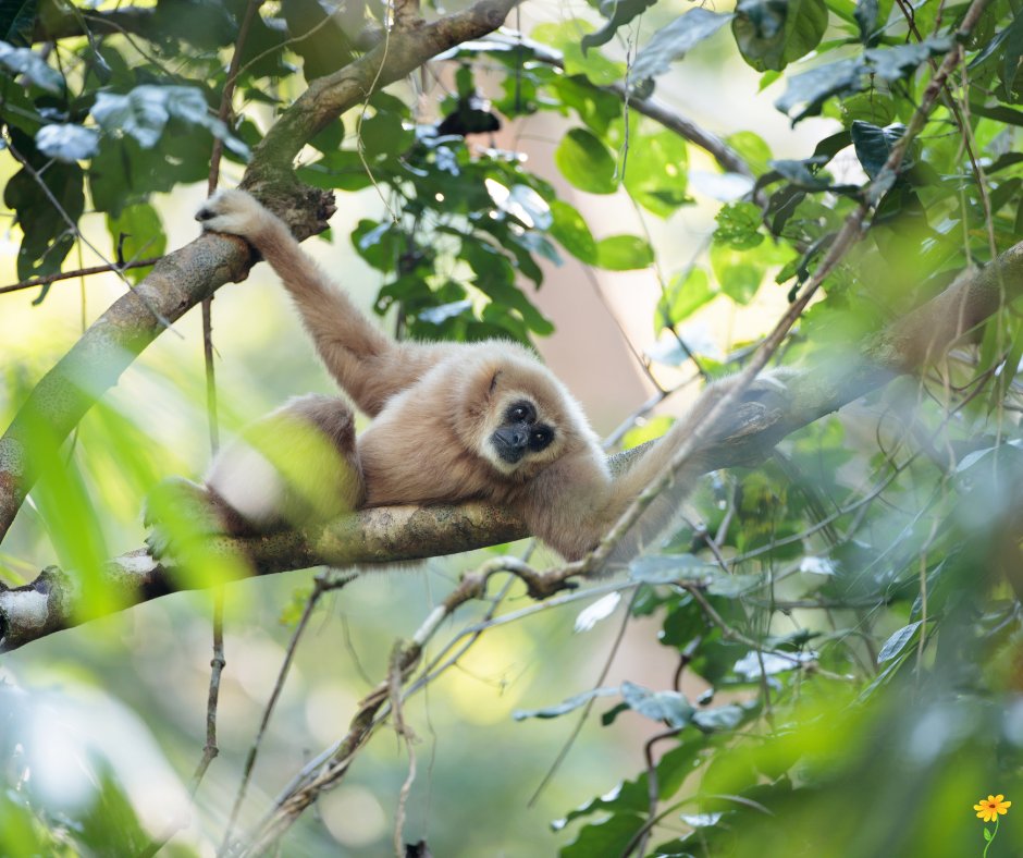 Gibbon Encounters
